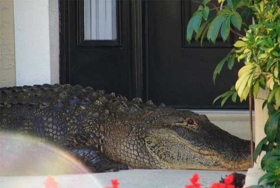 Davetsiz misafir galerisi resim 9