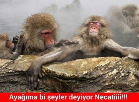 En yaratıcı caps'ler galerisi resim 17