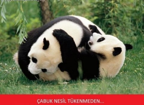 En yaratıcı caps'ler galerisi resim 22