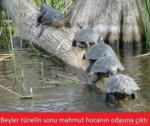 En yaratıcı caps'ler galerisi resim 37