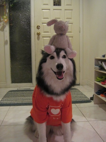 Kedi gibi davranan köpek! galerisi resim 17