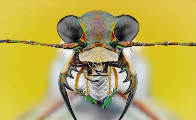 Böcekler, makro çekimle ilk kez görüntülendi galerisi resim 1