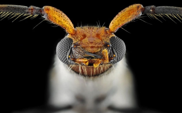 Böcekler, makro çekimle ilk kez görüntülendi galerisi resim 11
