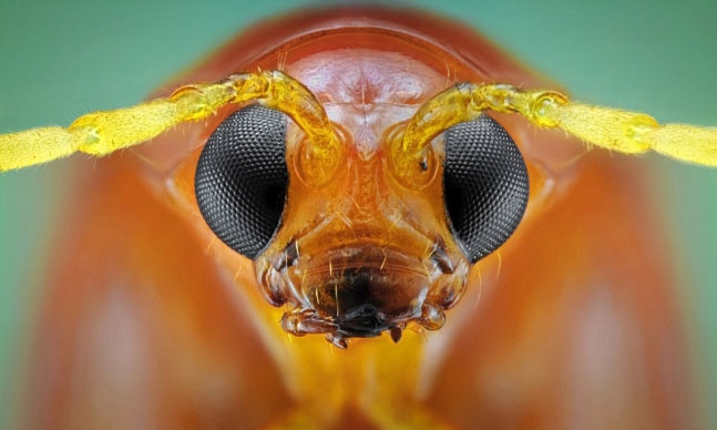 Böcekler, makro çekimle ilk kez görüntülendi galerisi resim 12