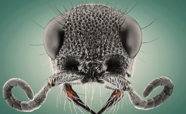 Böcekler, makro çekimle ilk kez görüntülendi galerisi resim 13
