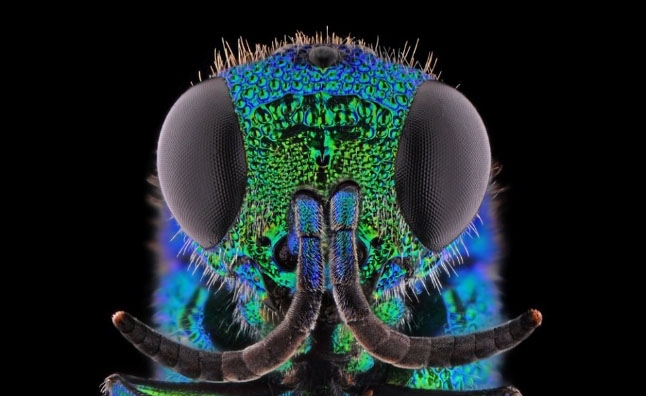 Böcekler, makro çekimle ilk kez görüntülendi galerisi resim 14