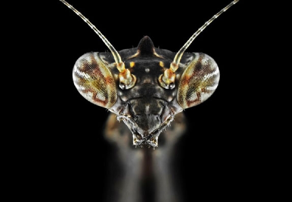Böcekler, makro çekimle ilk kez görüntülendi galerisi resim 16