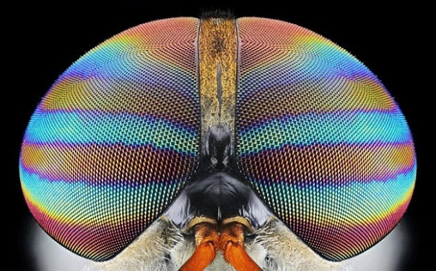 Böcekler, makro çekimle ilk kez görüntülendi galerisi resim 17
