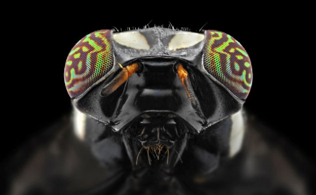 Böcekler, makro çekimle ilk kez görüntülendi galerisi resim 18