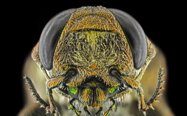 Böcekler, makro çekimle ilk kez görüntülendi galerisi resim 19