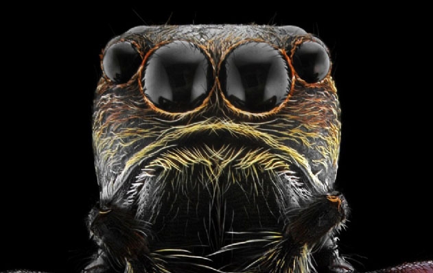 Böcekler, makro çekimle ilk kez görüntülendi galerisi resim 2