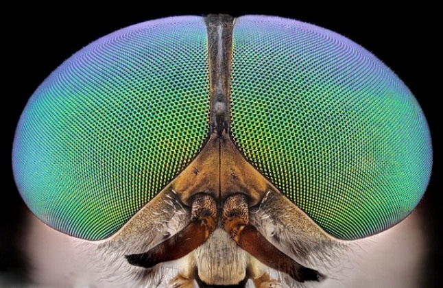 Böcekler, makro çekimle ilk kez görüntülendi galerisi resim 20