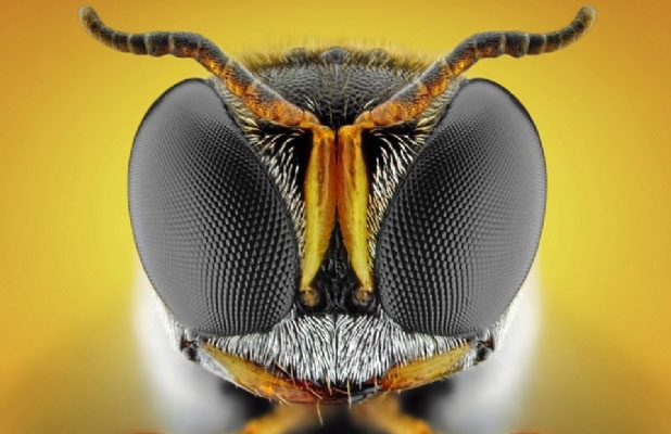 Böcekler, makro çekimle ilk kez görüntülendi galerisi resim 3