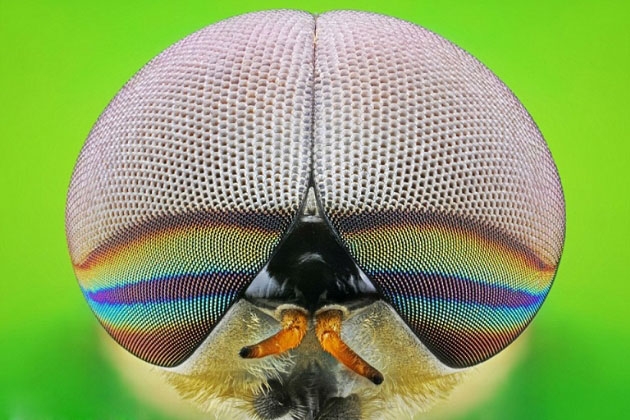 Böcekler, makro çekimle ilk kez görüntülendi galerisi resim 5