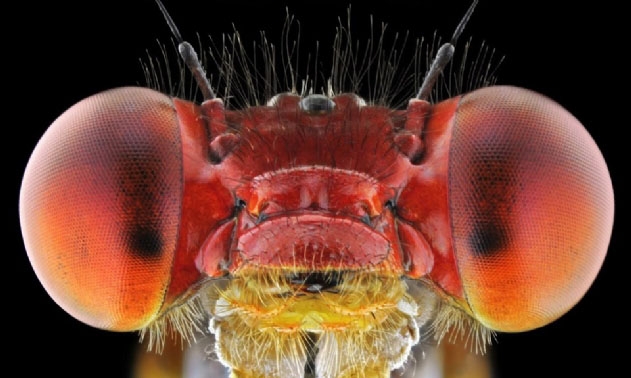 Böcekler, makro çekimle ilk kez görüntülendi galerisi resim 6