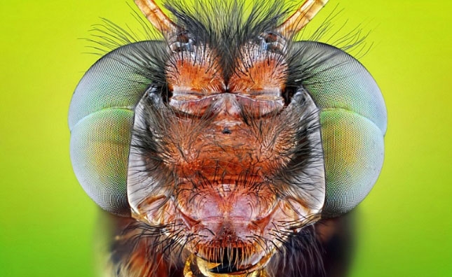 Böcekler, makro çekimle ilk kez görüntülendi galerisi resim 9