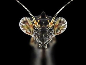 Böcekler, makro çekimle ilk kez görüntülendi