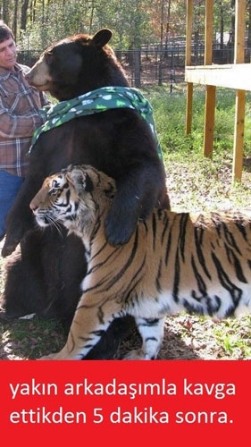 En iyi capsler galerisi resim 10