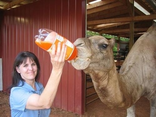 Bu hayvanlar ne kafası yaşıyor galerisi resim 11