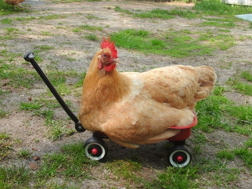 Bu hayvanlar ne kafası yaşıyor galerisi resim 17