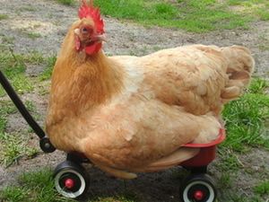 Bu hayvanlar ne kafası yaşıyor