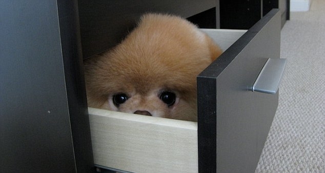 Dünyanın Sevimli Köpeği Boo galerisi resim 11