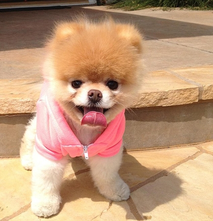 Dünyanın Sevimli Köpeği Boo galerisi resim 13