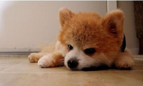 Dünyanın Sevimli Köpeği Boo galerisi resim 16