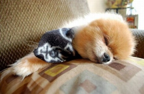 Dünyanın Sevimli Köpeği Boo galerisi resim 19