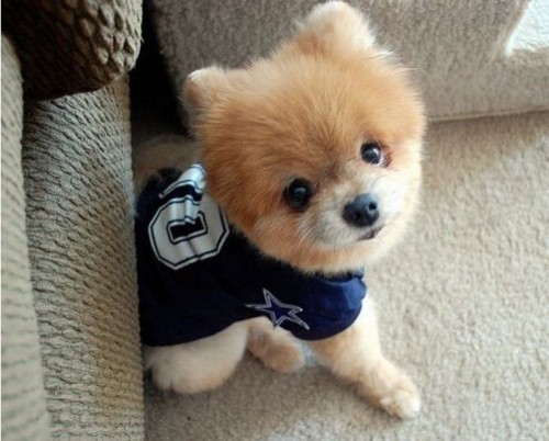 Dünyanın Sevimli Köpeği Boo galerisi resim 20