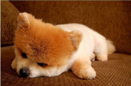 Dünyanın Sevimli Köpeği Boo galerisi resim 23