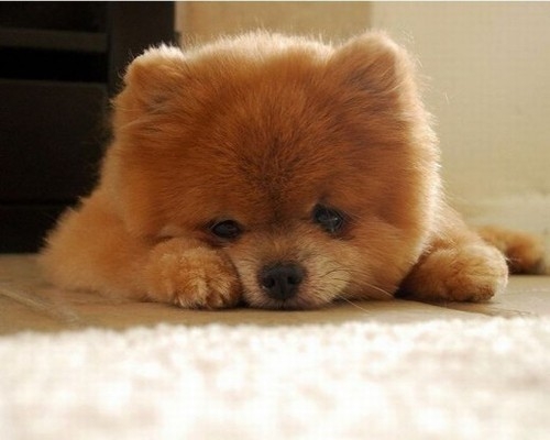 Dünyanın Sevimli Köpeği Boo galerisi resim 25