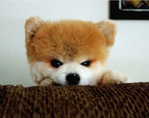 Dünyanın Sevimli Köpeği Boo galerisi resim 26