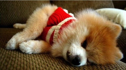 Dünyanın Sevimli Köpeği Boo galerisi resim 28