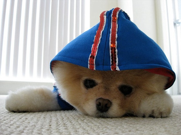 Dünyanın Sevimli Köpeği Boo galerisi resim 7