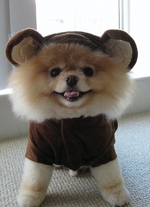 Dünyanın Sevimli Köpeği Boo galerisi resim 8