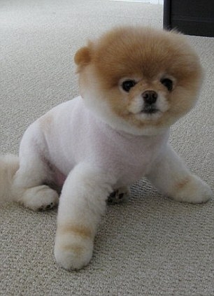 Dünyanın Sevimli Köpeği Boo galerisi resim 9