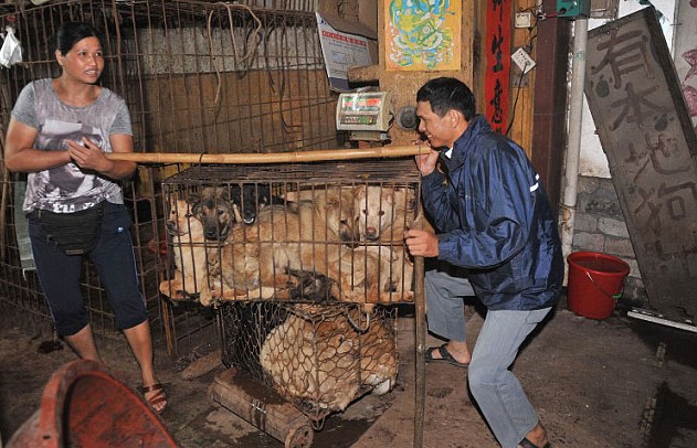 Çin'de büyük vahşet galerisi resim 1
