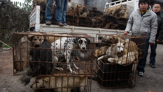 Çin'de büyük vahşet galerisi resim 10