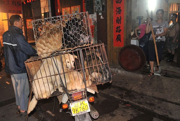 Çin'de büyük vahşet galerisi resim 7