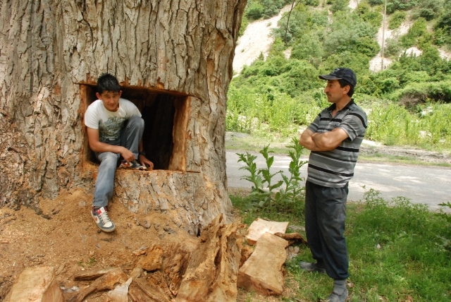Asırlık ağaçta hazine aradılar galerisi resim 3
