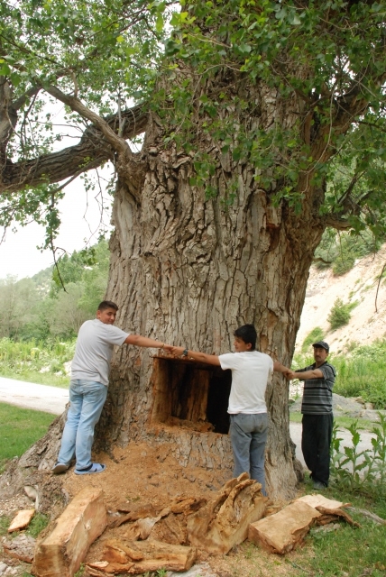 Asırlık ağaçta hazine aradılar galerisi resim 5