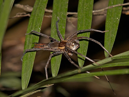 Bu örümcekler balık yiyor galerisi resim 1