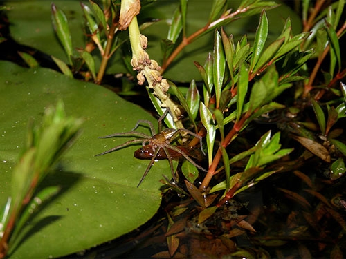 Bu örümcekler balık yiyor galerisi resim 4