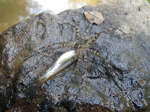 Bu örümcekler balık yiyor galerisi resim 5