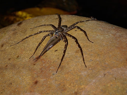 Bu örümcekler balık yiyor galerisi resim 6