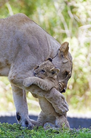 Yürek burkan veda galerisi resim 2