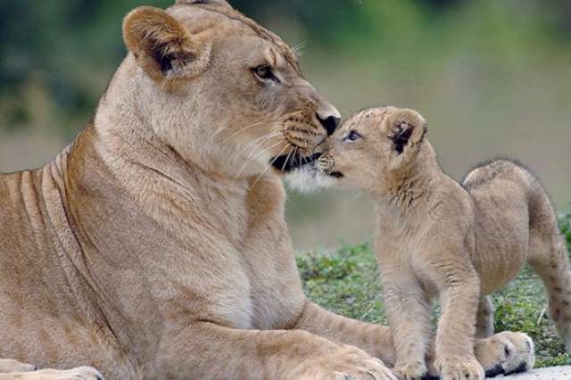 Yürek burkan veda galerisi resim 5