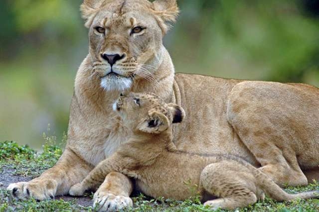 Yürek burkan veda galerisi resim 6