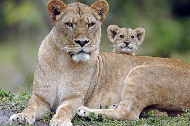 Yürek burkan veda galerisi resim 7